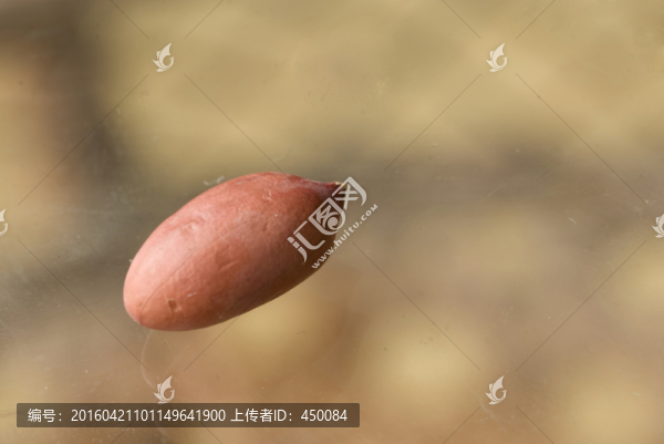 花生