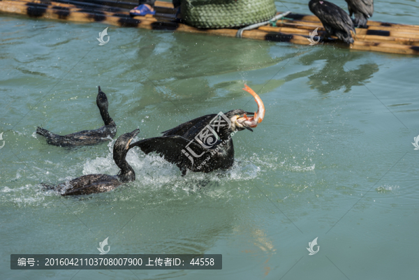 魚鷹捕魚