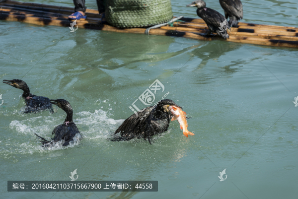 鸕鶿捕魚(yú)