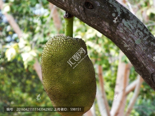 榴蓮