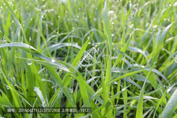 麥田