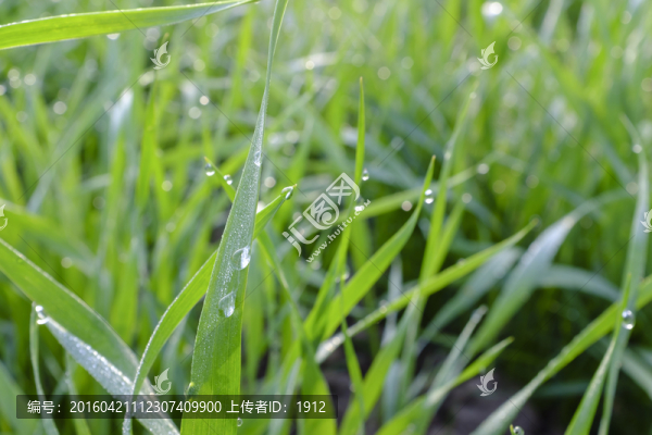 綠色田野