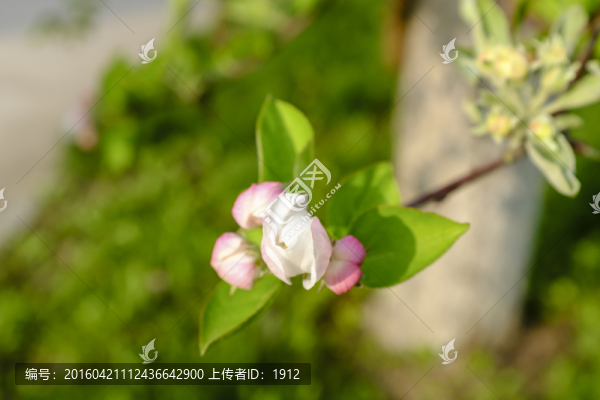 蘋果花