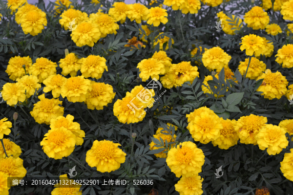 鮮花背景