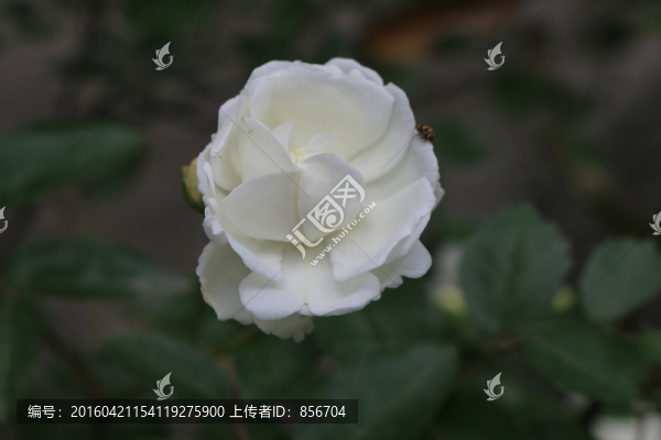 月季