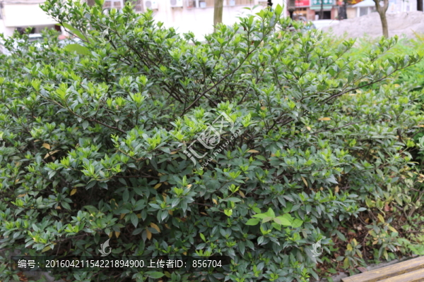 待開的梔子花