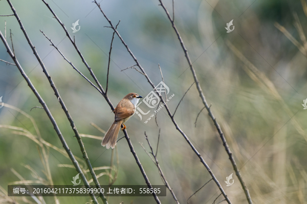 金眼鹛雀,小鳥