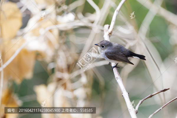 紅喉姬鹟雌鳥,小鳥
