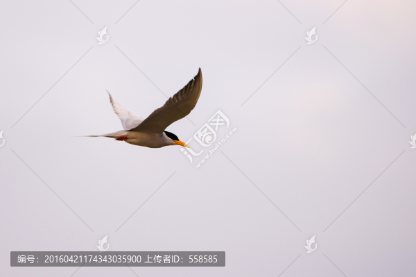 飛翔的黃嘴河燕鷗