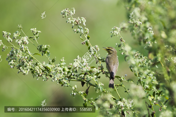 華西柳鶯,小鳥