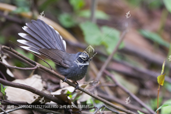 白喉扇尾鹟,林鳥
