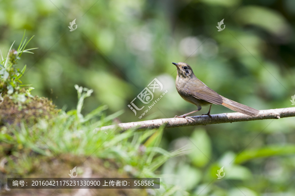 白腹夜鴝,野生鳥類