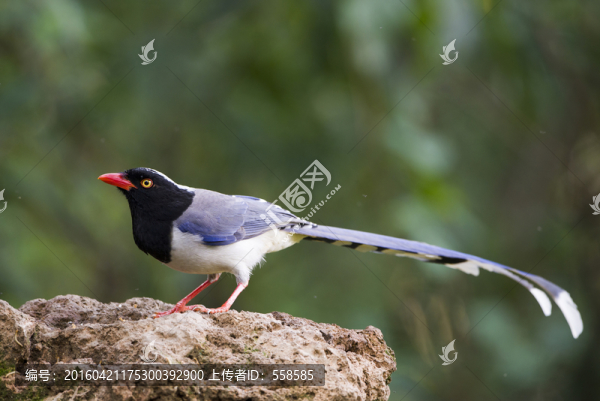 紅嘴藍鵲,野生鳥類