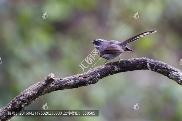 白喉扇尾鹟,小鳥(niǎo)