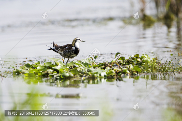 水雉,水鳥