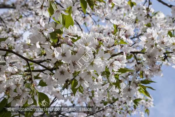 櫻花,櫻花園,櫻花樹