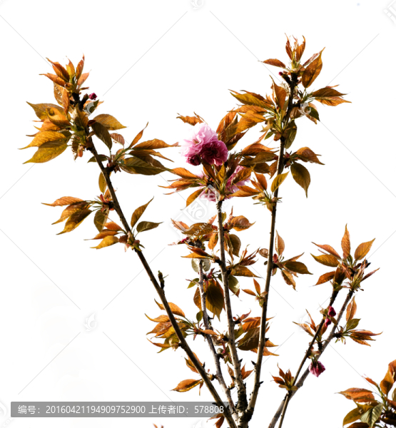 櫻花,櫻花樹(shù),紅花綠葉