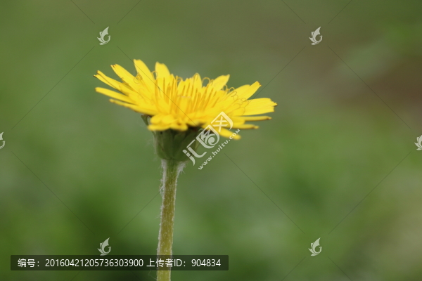 蒲公英