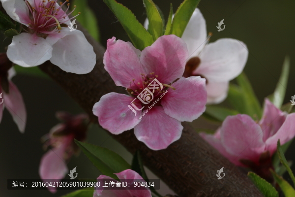 風(fēng)中的桃花