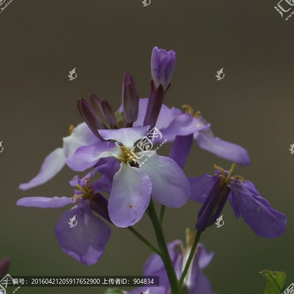 蘿卜花
