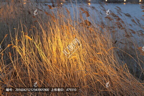 濕地,蘆葦,湖泊,風(fēng)景,水