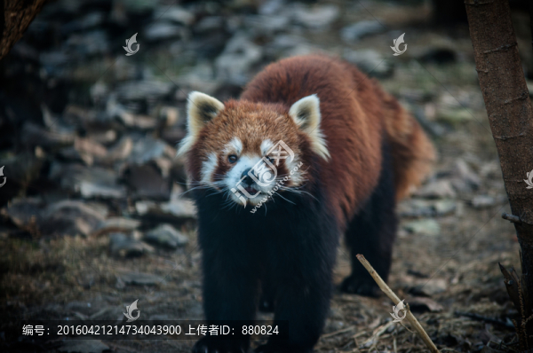 小熊貓