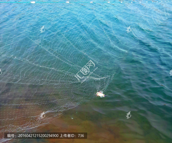 漁魚1