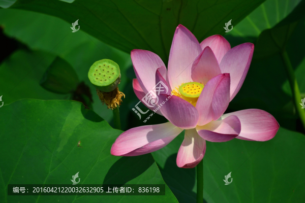 荷花