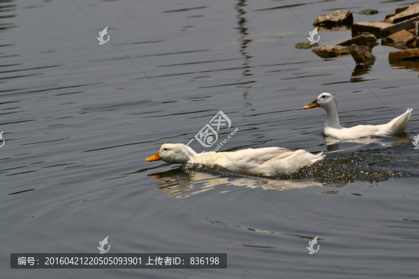 水鴨