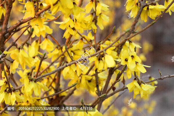 迎春花,春天,春,花卉,黃花