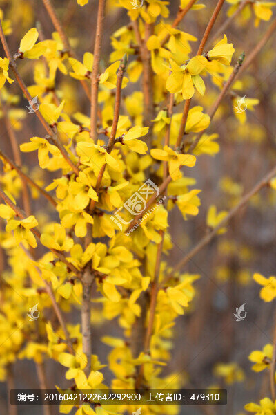 迎春花,春天,春,花卉,黃花