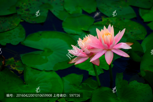 蓮花