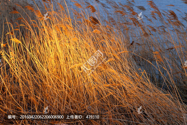 濕地,蘆葦,湖泊,風(fēng)景,水