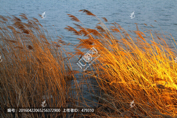 濕地,蘆葦,湖泊,風景,水