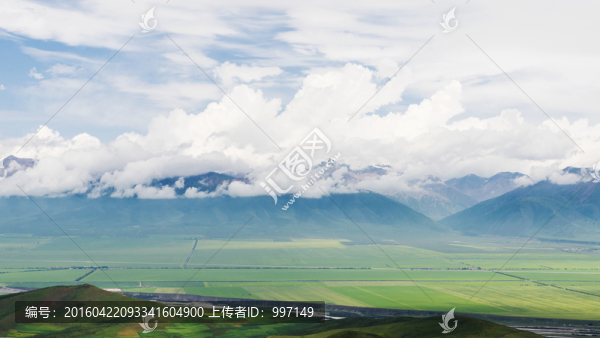 門源油菜花
