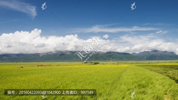門源油菜花