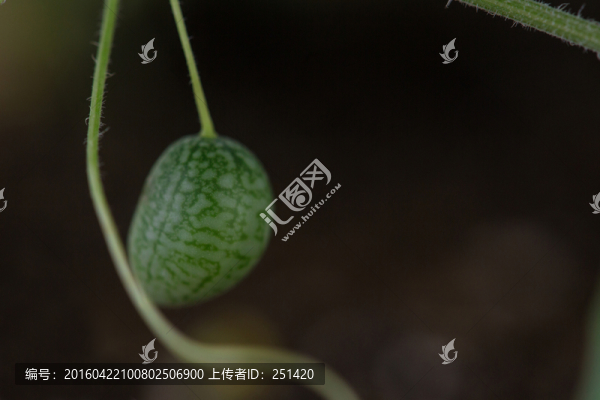 拇指西瓜