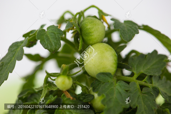 小番茄