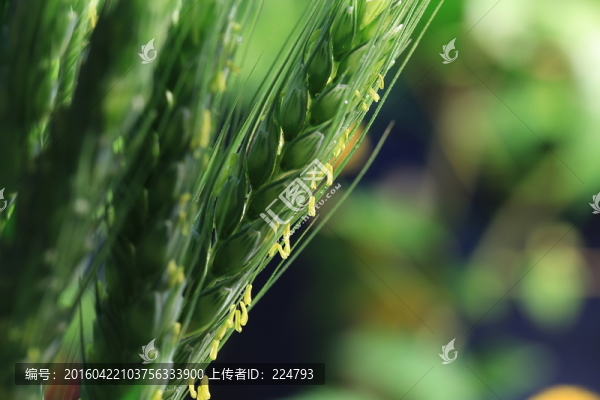 小麥開(kāi)花