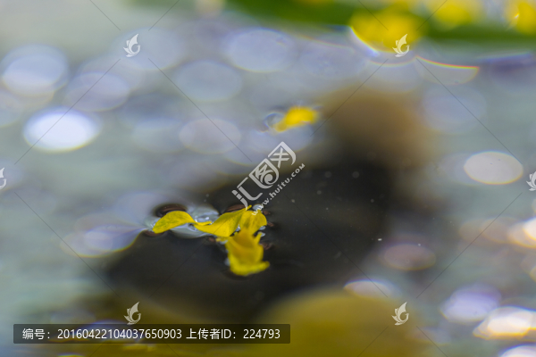 水中漂花