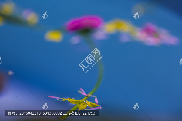 水中漂花
