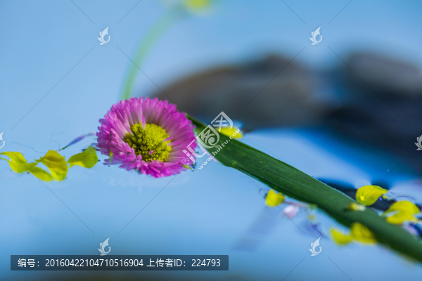水中漂花