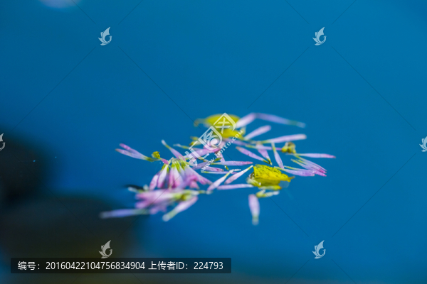 水中漂花