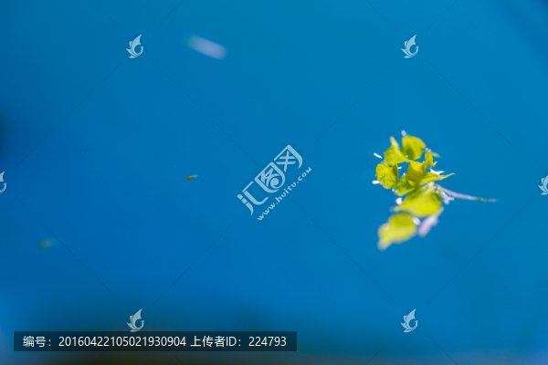 水中漂花