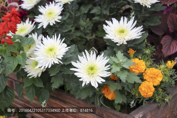 菊花