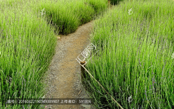 薰衣草間的健康步道
