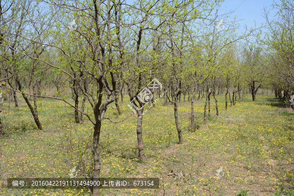 棗樹林