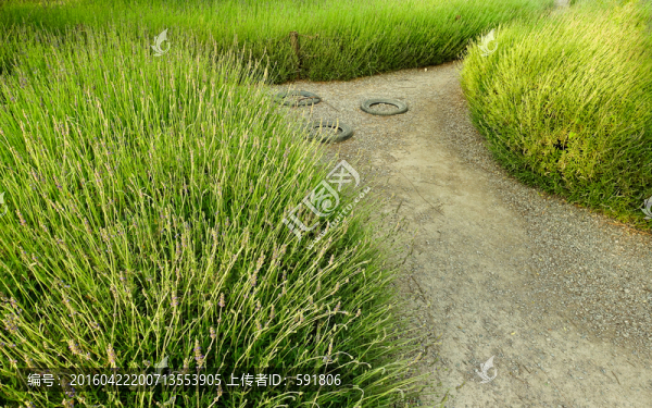 薰衣草間的健康步道