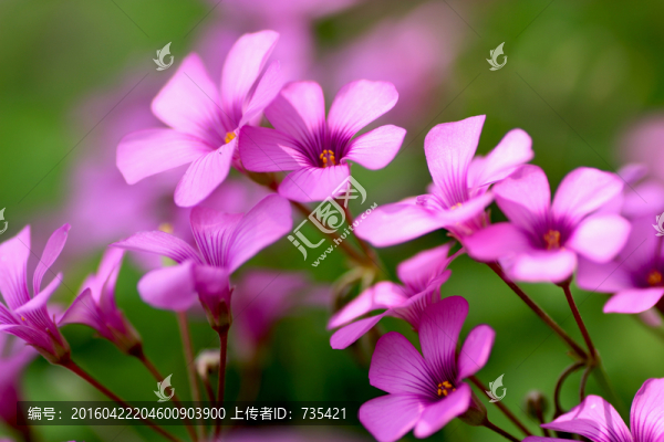 粉色小花