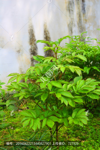芍藥植株